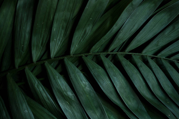 Présentation créative de la nature faite de feuilles tropicales. Feuillage de palmier buisson végétal, arrangement floral, nature. Pose plate. Concept d'été. Contexte
 - Photo, image