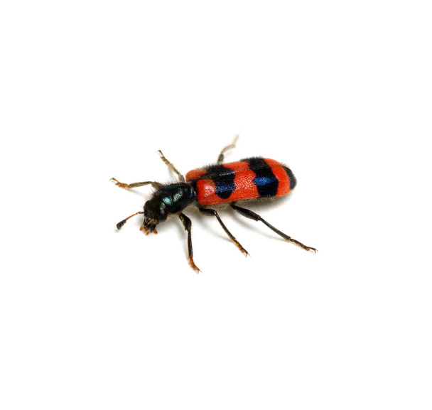 красный жук на белом фоне  - Фото, изображение
