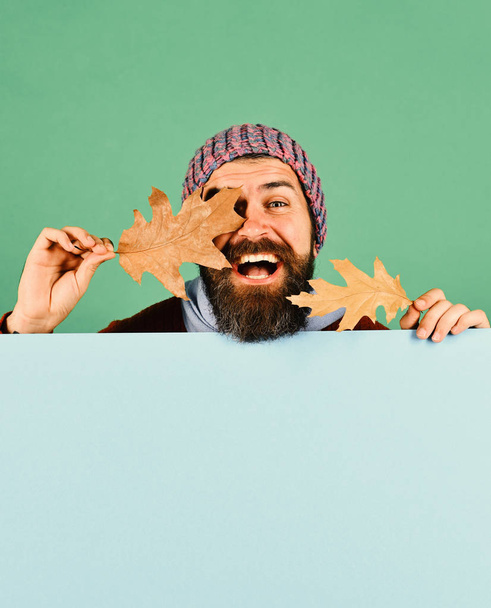 Autumn and fallen leaves season concept. Hipster with beard and happy face wears warm clothes. October time idea. Man in hat closes eyes with oak tree leaves on green and cyan background, copy space - Фото, изображение