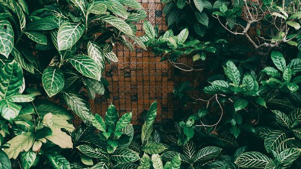 Vertikaler Garten mit tropischen grünen Blättern, dunkler Ton - Foto, Bild
