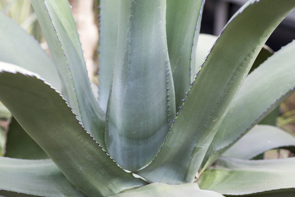 Agave is a large-sized plant close-up. Background. Small depth of field on the leaves of the plant. - Fotoğraf, Görsel