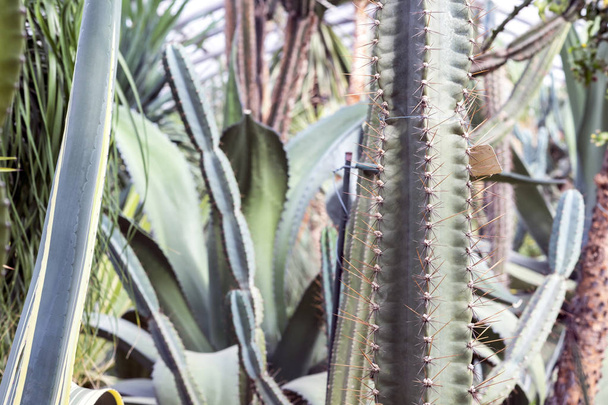 Variety of cacti growing in a tropical greenhouse. Background. - 写真・画像