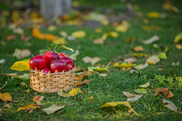 Focus of tasty and juicy harvest of fruits in garden. Full basket of red apple among green grass. Concept of food and autumn. - Foto, Imagen