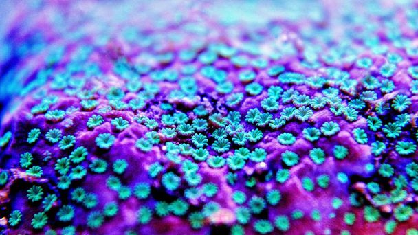 Macro shot sur de minuscules polypes sur du corail Montipora sps dans un aquarium d'eau salée
 - Photo, image