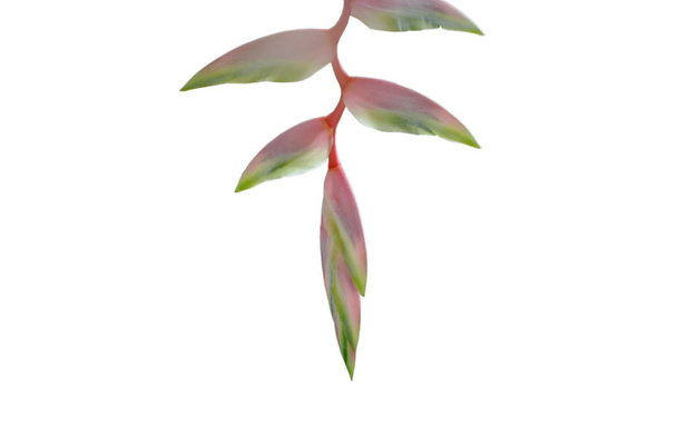 vaaleanpunainen Heliconia kukka roikkuu haara valkoisella taustalla
 - Valokuva, kuva
