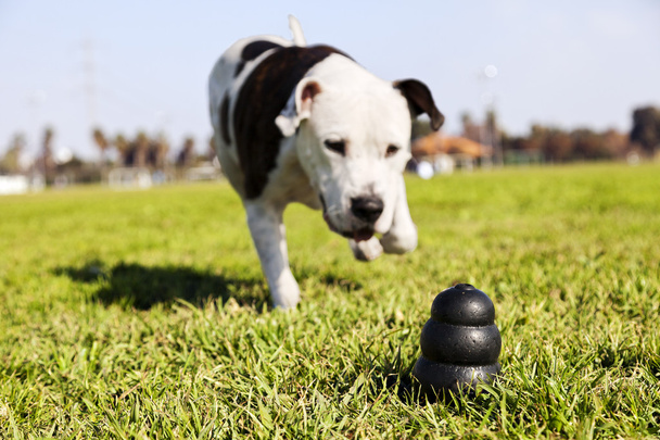 köpek oyuncak park çimenlerin üzerinde çalışan - Fotoğraf, Görsel
