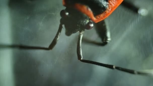 Insecto común de la cama Cimex lectularius parte inferior - placa deslizante permanente bajo alto aumento
 - Metraje, vídeo