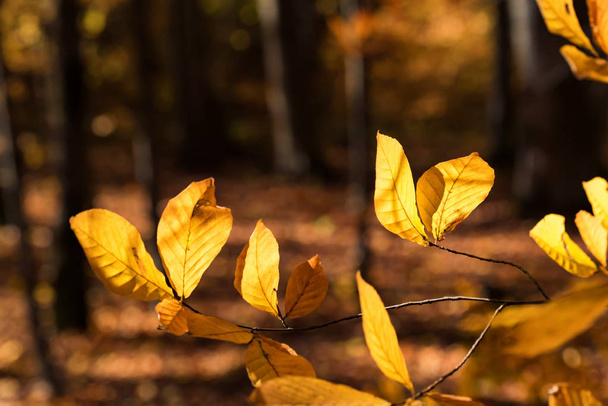 Autumn beech leaves in beautiful bright forest - Foto, Bild