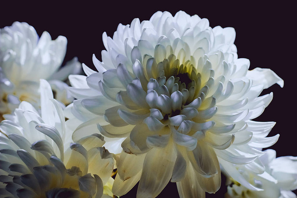 White chrysanthemum close-up on a dark background - Fotografie, Obrázek