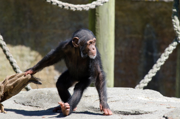 Chimpansee - Foto, afbeelding