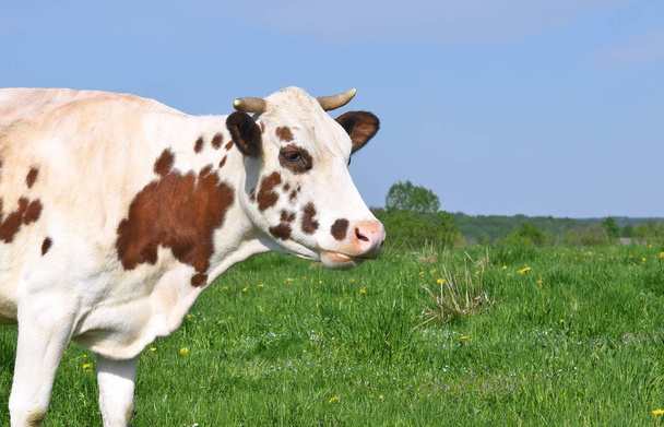 Krowa na letnim pastwisku - Zdjęcie, obraz
