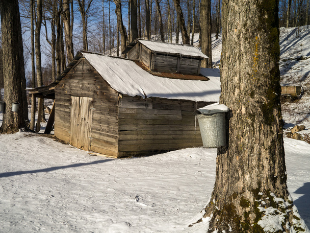 Maple sugar shack during the sugaring season - Photo, Image