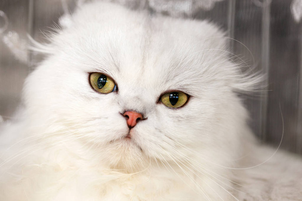 Portrét Norská lesní kočka bílé barvy. - Fotografie, Obrázek