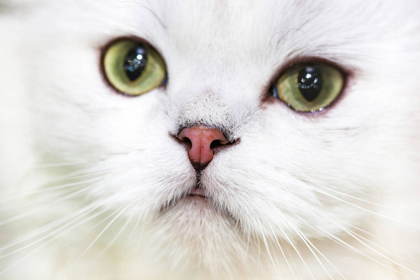 Portrait of a Norwegian forest cat of white color. - Photo, Image