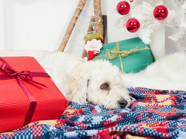 Cute funny dog laying on carpet near Christmas tree - Foto, Imagem