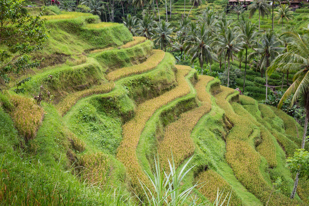 De zon opkomt over de groene velden van de Tegalalang rijstvelden in het hart van Bali, Indonesië. - Foto, afbeelding