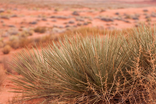 アメリカ、アリゾナ州のグランドキャニオン国立公園、アメリカ合衆国。ソノラ砂漠はエロージョン現象が数百万年かけて設計した砂岩・石灰岩の形成, - 写真・画像