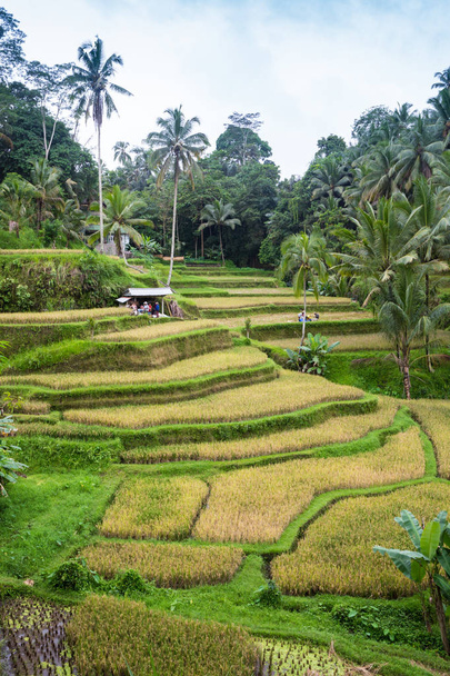 Ο ήλιος ανατέλλει πάνω από το πράσινο πεδία της Τεγκαλάλανγκ καλλιέργεια ρυζιού στην καρδιά του Μπαλί, Ινδονησία. - Φωτογραφία, εικόνα