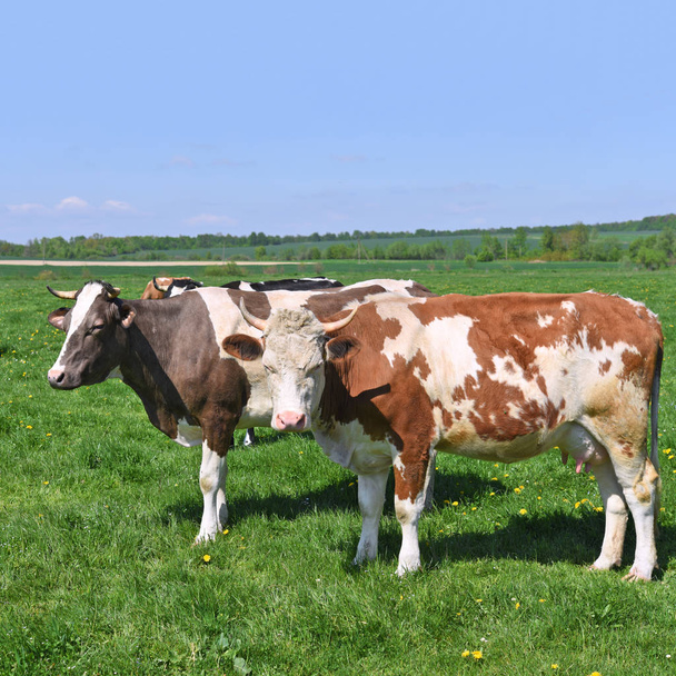 Cows  on a summer pasture - Photo, Image