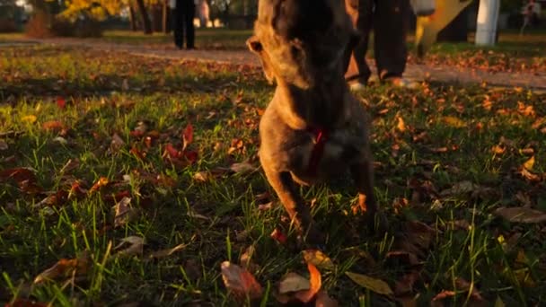 любопытный красивый щенок тыкает лицом в объектив камеры. хозяйка выгуливает свою собаку на поводке в парке осенью
 - Кадры, видео