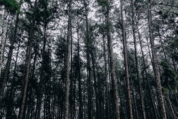 çam ormanı uzun boylu ağaç ve yeşil çimen, güzel sesi - Fotoğraf, Görsel
