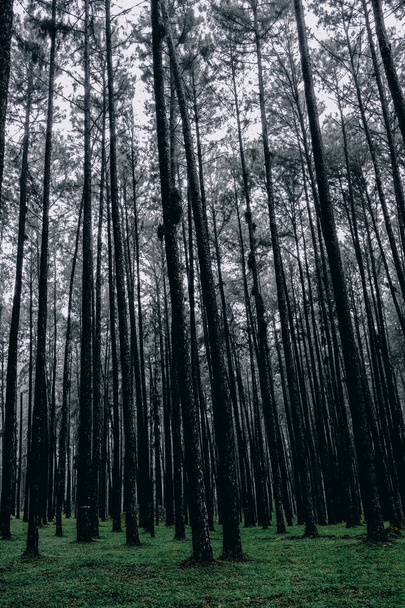 çam ormanı uzun boylu ağaç ve yeşil çimen, güzel sesi - Fotoğraf, Görsel