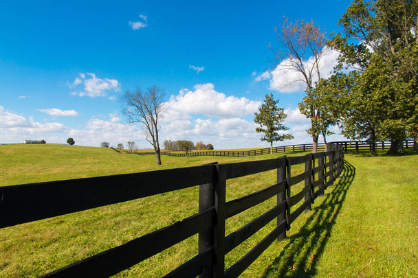 Green pastures of horse farms. Country landscape. - Photo, Image