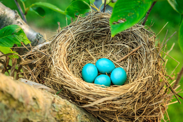 Azul robins ovos em ninho na árvore no centro de Kentucky
 - Foto, Imagem
