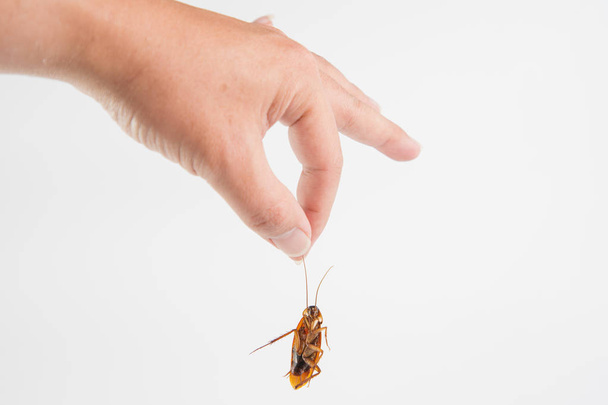 Enfoque la mano sosteniendo cucaracha corporal aislada sobre fondo blanco. Enfermedades contagiosas en la cocina
 - Foto, imagen