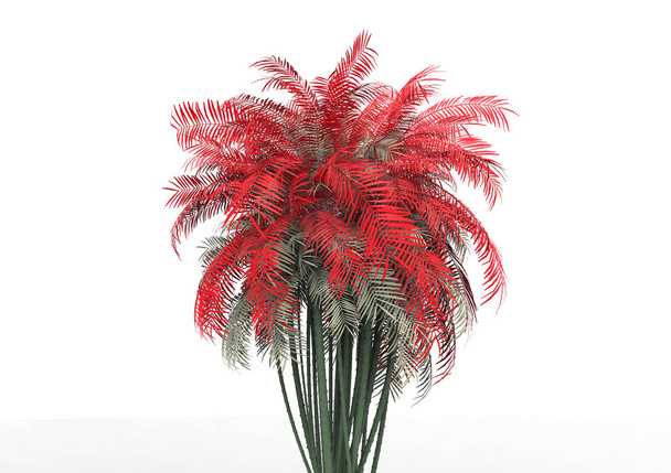 3D palm tree on a white background - Photo, Image