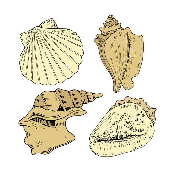 seashells colorful collection vintage - Vector, imagen