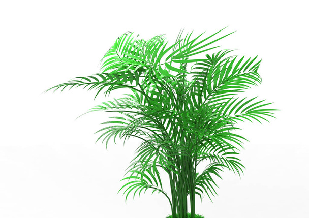 beyaz bir arka plan üzerinde 3D palmiye ağacı - Fotoğraf, Görsel