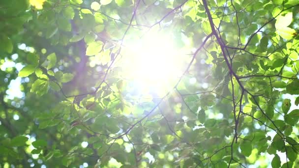 Forest tree en groene bladeren gloeien in zonlicht, vintage lens video - Video