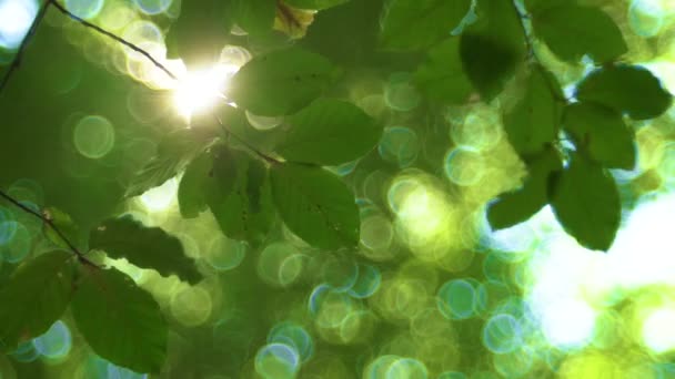 Arbre forestier et feuilles vertes rayonnant de soleil, lentille vintage vidéo
 - Séquence, vidéo