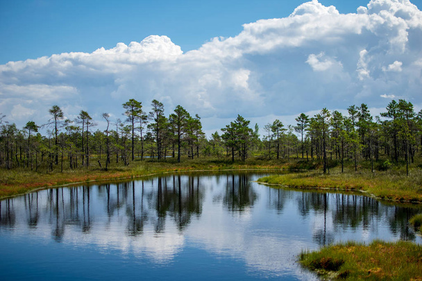 empty swamp landscape with water ponds and small pine trees in bright day with blue sky and some clouds - Photo, Image