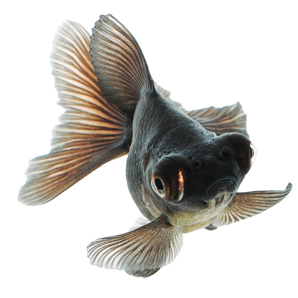 Черная золотая рыбка на белом без тени
 - Фото, изображение