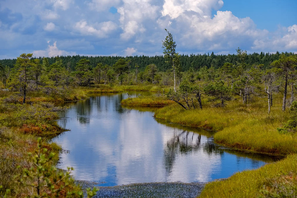 paisagem pântano vazio com lagoas de água e pequenos pinheiros em dia brilhante com céu azul e algumas nuvens
 - Foto, Imagem
