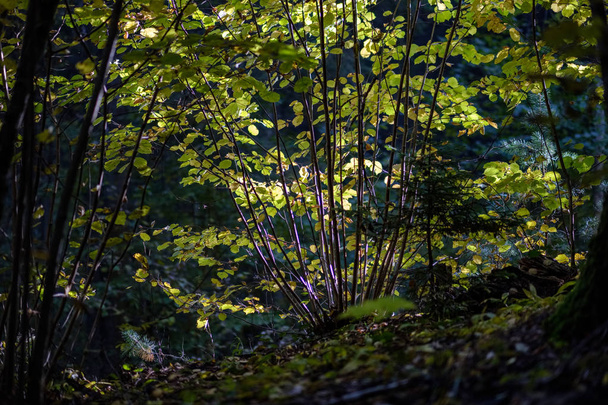 colored tree leaves lush pattern in forest with branches and sunlight in early autumn nature at countryside - Foto, Bild