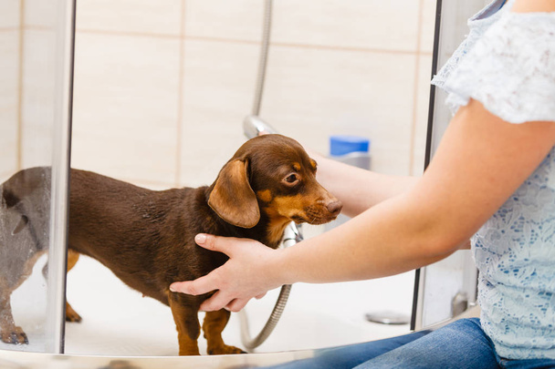Woman taking care of her little dog. Female washing, cleaning dachshund under the shower. Animals hygiene concept. - Zdjęcie, obraz
