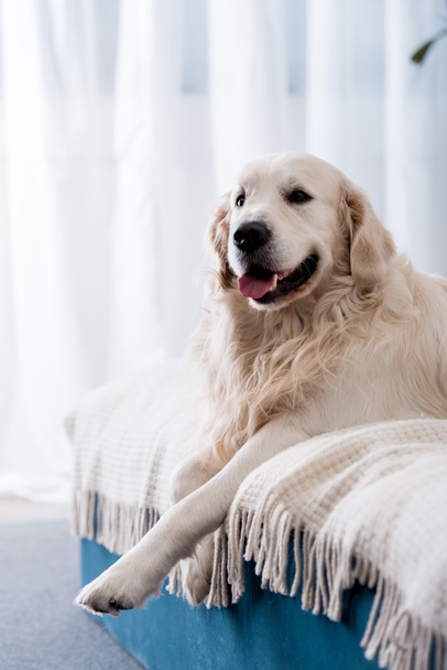 Happy dog with tongue stick out lying on bed with blue pillows  - Foto, imagen