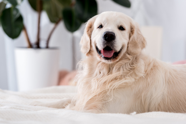 Happy dog with tongue stick out lying on bed with blue pillows  - Photo, Image