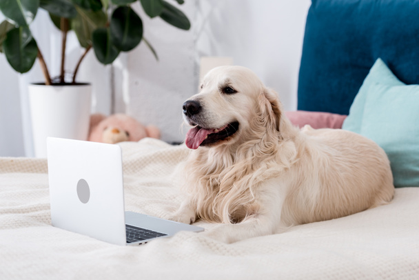 Happy dog looking in laptop while lying on bed   - Valokuva, kuva