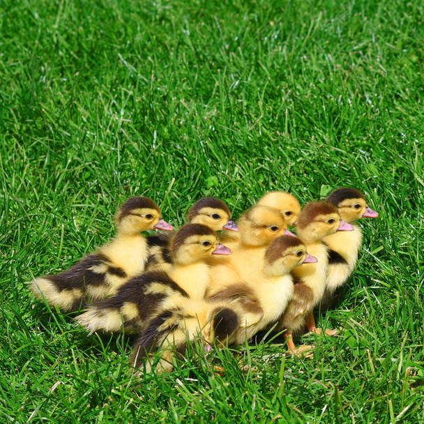 Duck with ducklings for a walk in a summer landscape. - Photo, Image