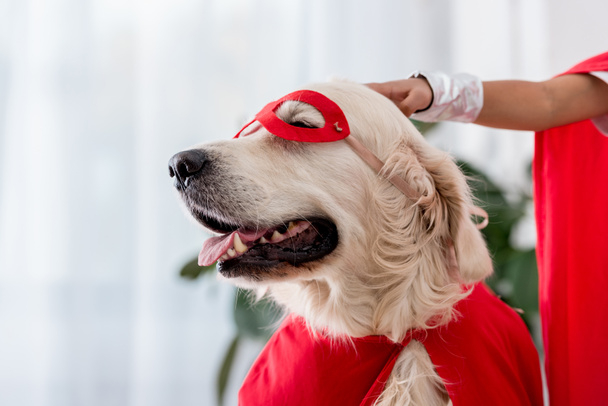 Vista parcial de la mano acariciando perro golden retriever en máscara de superhéroe rojo
 - Foto, Imagen