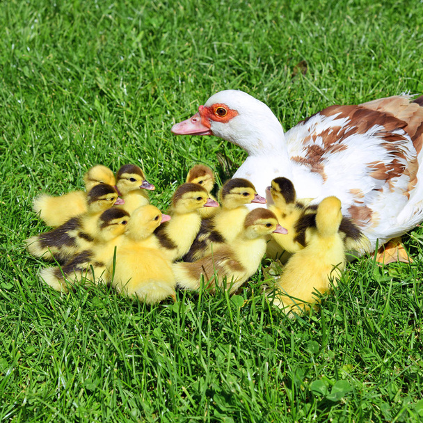 Ördek yavrusu bir yaz peyzaj bir yürüyüşe ile ördek. - Fotoğraf, Görsel