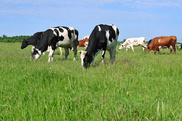 Mucche su un pascolo estivo - Foto, immagini