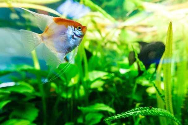 Bunte tropische Fische schwimmen im Aquarium - Foto, Bild