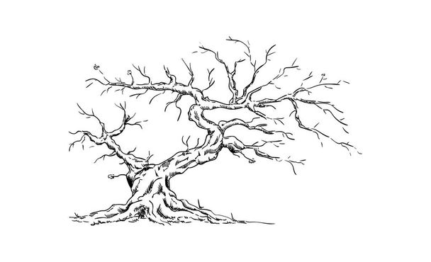 vettore - Grande vecchio albero - isolato su sfondo - Vettoriali, immagini