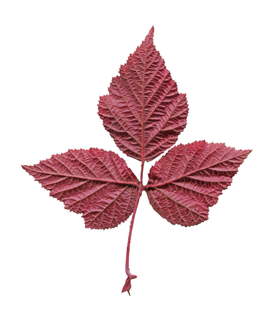 Rubus idaeus of frambozen Herfstblad geïsoleerd op wit. Raspberry Herfstblad. Val blad van frambozen. - Foto, afbeelding