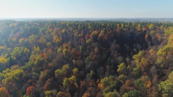 Yellow autumn forest 4K drone flight in Sigulda city Latvia - Video, Çekim